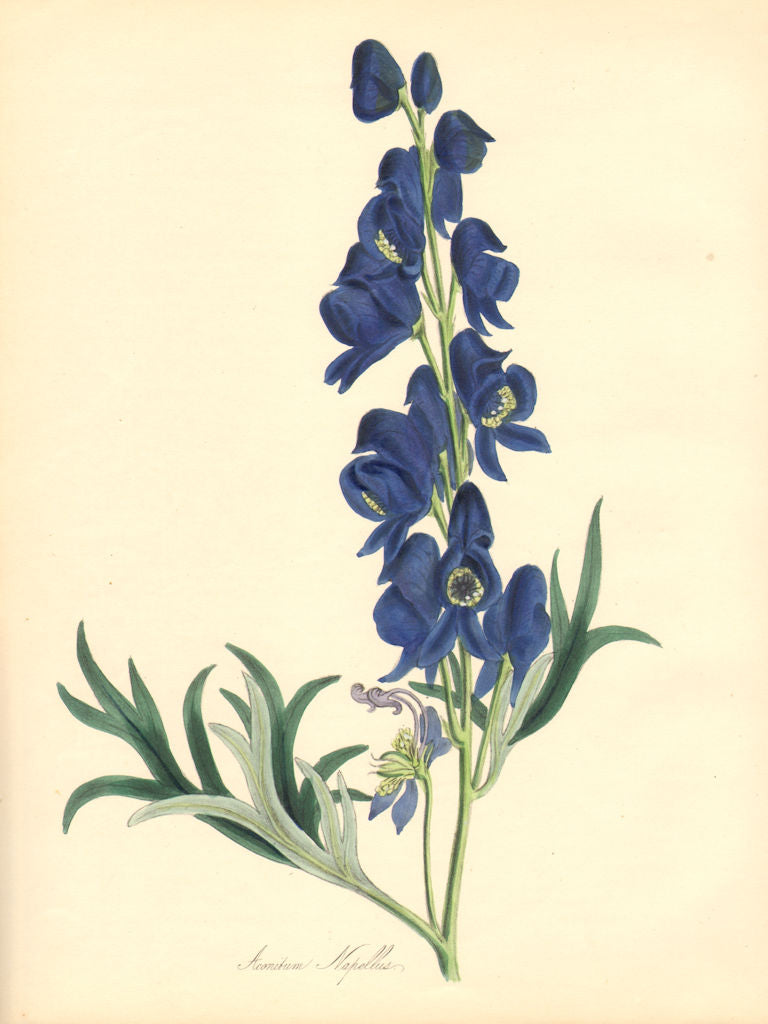 PLANTAE UTILIORES. Monk's Hood or Wolf's Bane (Aconitum Napellus). BURNETT 1842